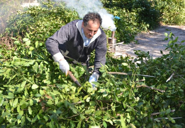 Kendiliğinden yetişen ürün 100 ailenin geçim kaynağı oldu! Aylık 50 bin TL kazanıyorlar