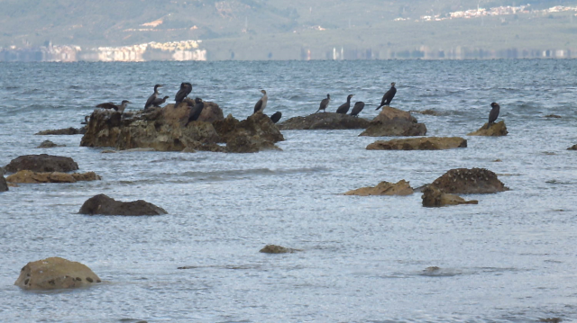 Balıkesir'de deniz çekildi, 2 bin 500 yıllık antik liman ortaya çıktı