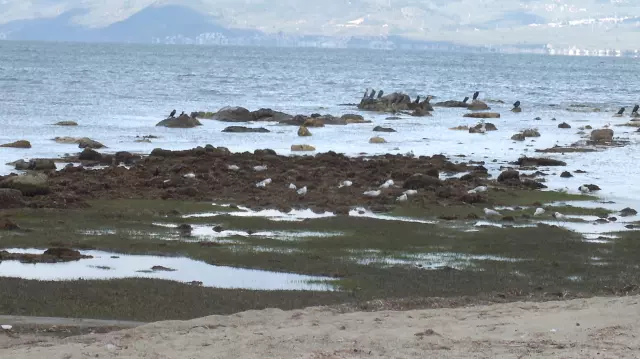 Balıkesir'de deniz çekildi, 2 bin 500 yıllık antik liman ortaya çıktı