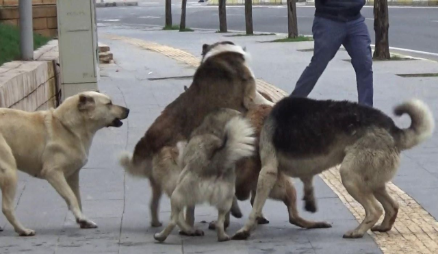 Belediyelere sahipsiz köpek başına 71 bin TL ceza kesilecek