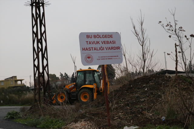 Hatay'da kuş gribi paniği! Derhal karantinaya alındı