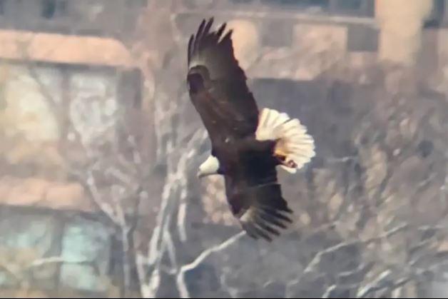 Kel kartal, tek ölümcül dalışla martıyı avladı