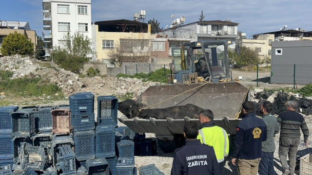 Firari angus kaldırımda yürüyen vatandaşı yaraladı