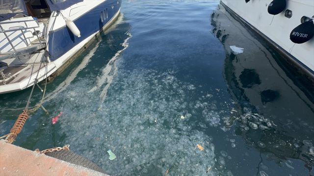 İstanbul'da on binlerce deniz anası sahili istila etti