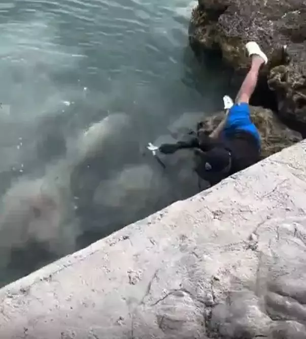 Fotoğraf çekerken köpek balığının üzerine düşen balıkçı ölümden kıl payı kurtuldu