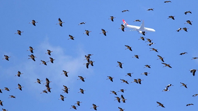 İstanbul hava sahasında 'Leylek' alarmı