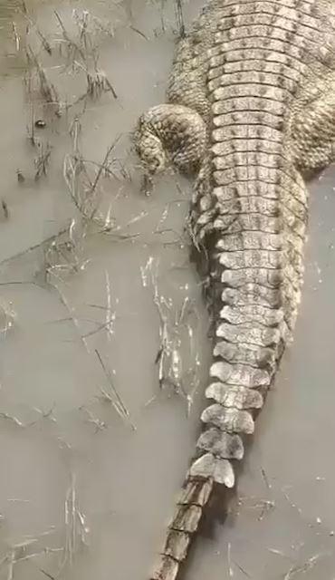 Bakıcının rahatlığı faciayla bitti! Timsahın tek hamlesi yetti