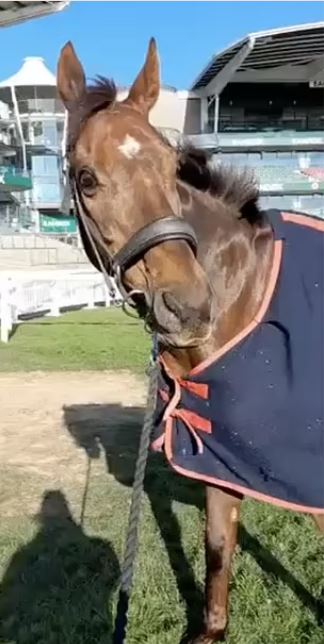 İngiltere'nin gündemi de bu! At telef oldu, jokey hedef tahtasında İngiltere'nin gündemi de bu! At telef oldu, jokey hedef tahtasında