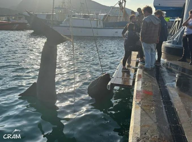 Balıkçı, tesadüfen 7 metrelik dev köpekbalığı yakaladı