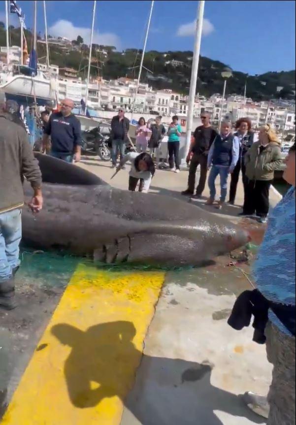 Balıkçı, tesadüfen 7 metrelik dev köpekbalığı yakaladı