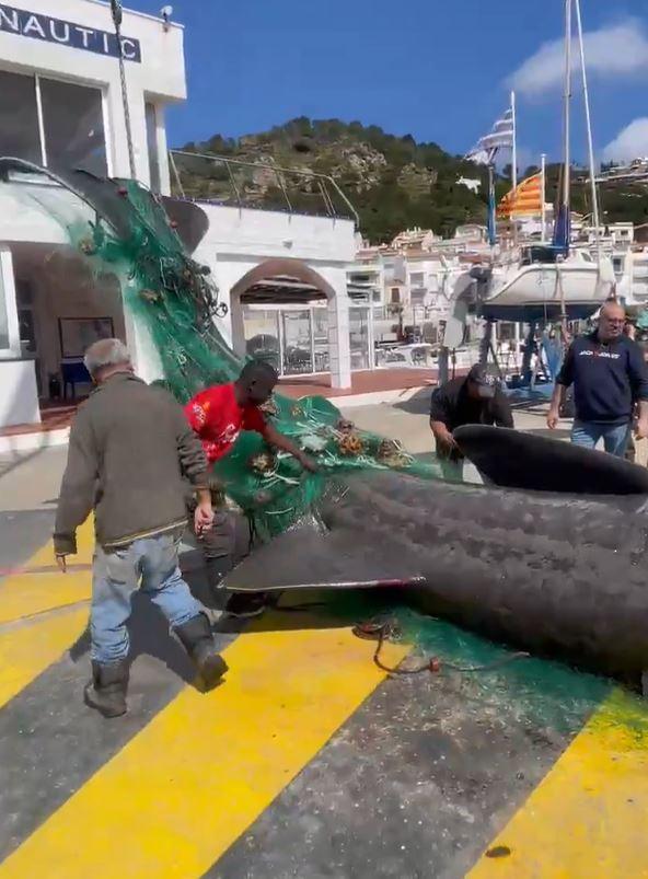 Balıkçı, tesadüfen 7 metrelik dev köpekbalığı yakaladı