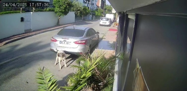 Yaşlı adam kendisine saldıran köpeği vurarak öldürdü Yaşlı adam kendisine saldıran köpeği vurarak öldürdü