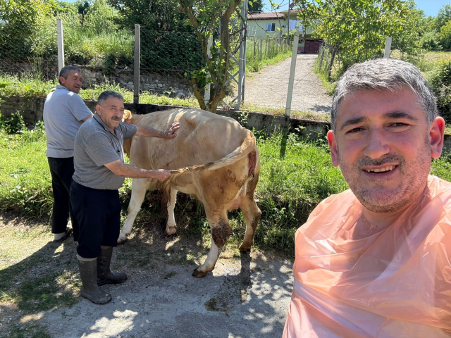 İnek, çift başlı buzağı doğurdu