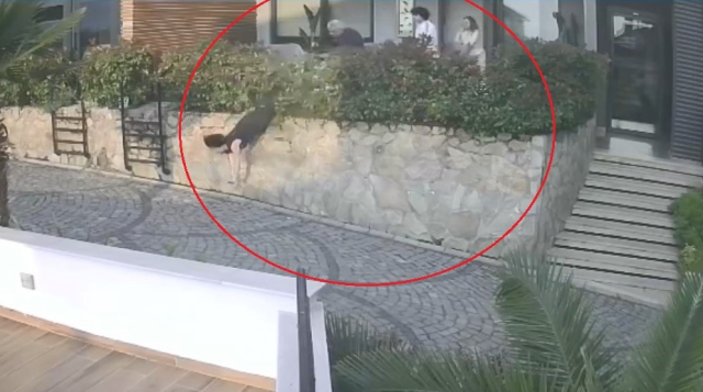 Komşu kavgası feci bitti, doktorun iteklediği kadın ağır yaralandı Komşu kavgası feci bitti, doktorun iteklediği kadın ağır yaralandı