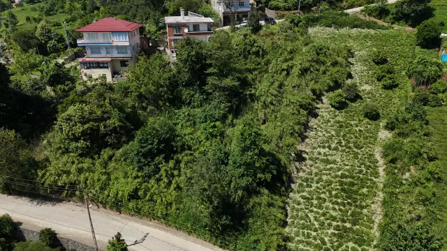 Mahalle sakininden kamış isyanı: Bir kaç sene sonra köy kapanır