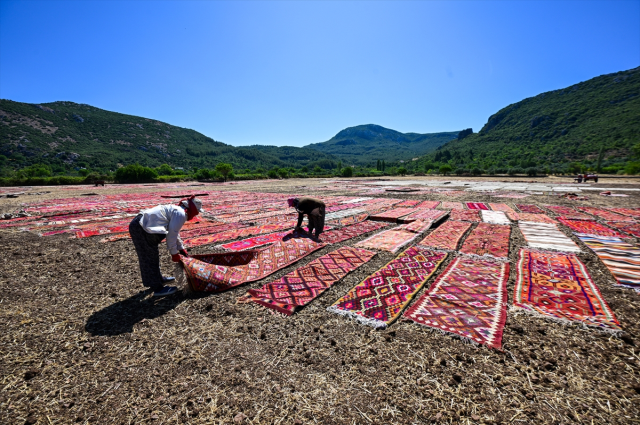Kavurucu sıcaklar, tarlalara serilen halıların daha fazla pastelleşmesini sağlayacak