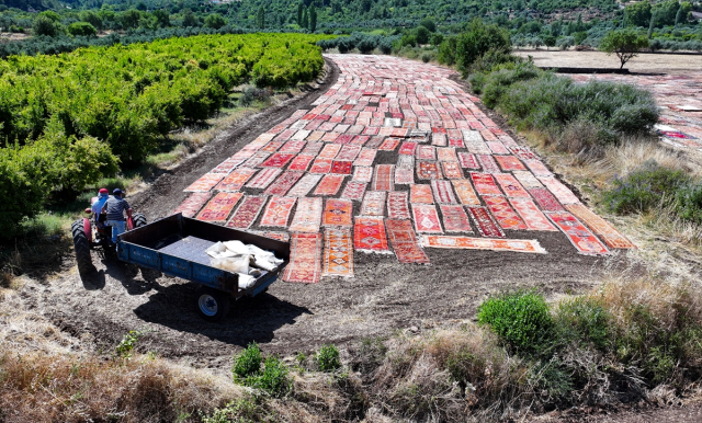 Kavurucu sıcaklar, tarlalara serilen halıların daha fazla pastelleşmesini sağlayacak