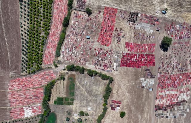 Kavurucu sıcaklar, tarlalara serilen halıların daha fazla pastelleşmesini sağlayacak