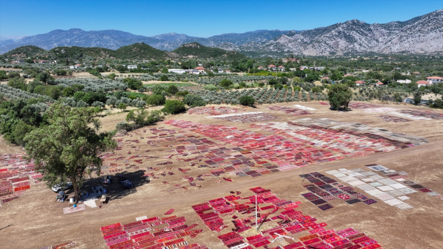 Kavurucu sıcaklar, tarlalara serilen halıların daha fazla pastelleşmesini sağlayacak