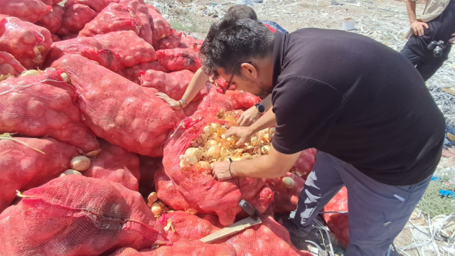 Tonlarca kuru soğanı boş araziye attılar, vatandaşlar akın etti