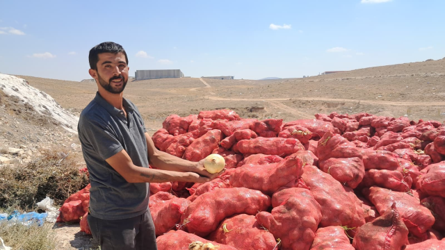 Tonlarca kuru soğanı boş araziye attılar, vatandaşlar akın etti