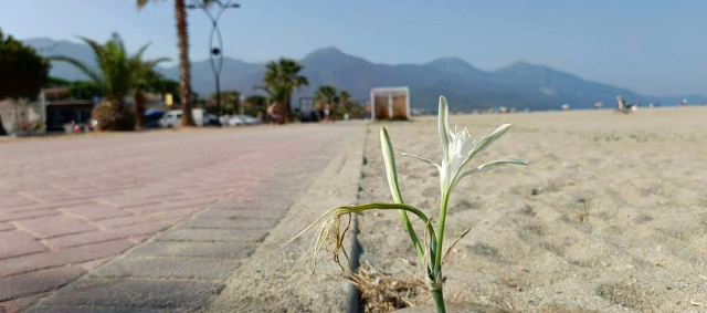 Yıllar sonra açan 'kum zambağı' koruma altına alındı