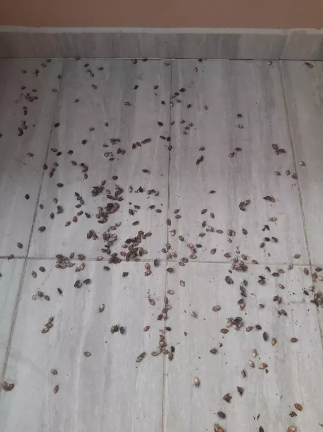Kahverengi kokarca evleri istila etti! Uzmanlar üstüne basa basa uyardı