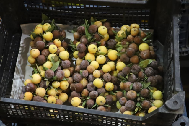 2 yılda bir yetişiyor, çürüyünce tüketiliyor! Kilosu 300 lira