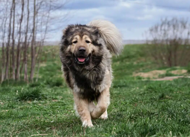Karslılar ile Sivaslılar karşı karşıya: Kangal mı yoksa Kafkas çoban köpeği mi?