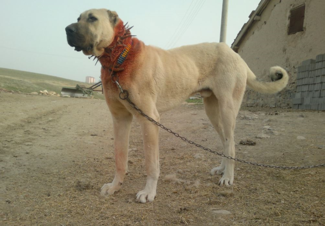 Karslılar ile Sivaslılar karşı karşıya: Kangal mı yoksa Kafkas çoban köpeği mi?
