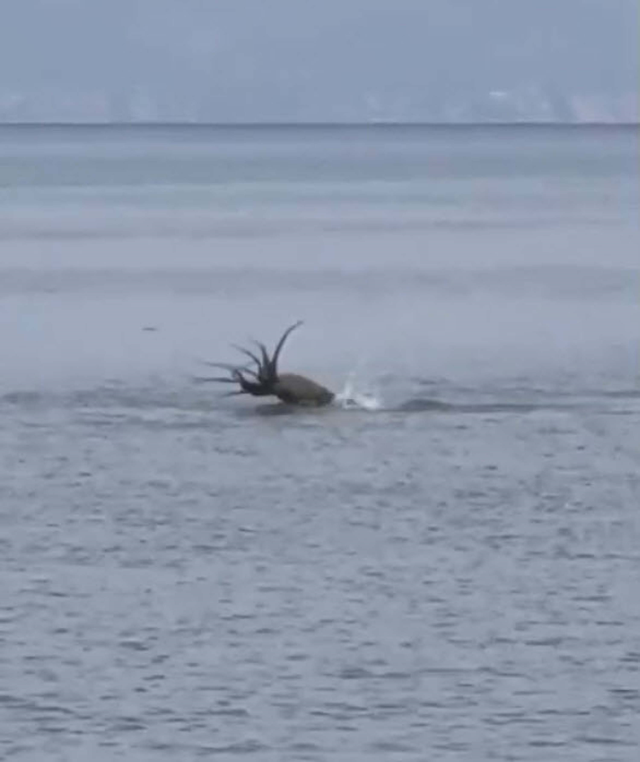 Çeşme'de Akdeniz foku, avladığı ahtapotu yerken görüntülendi