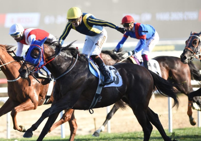 At yarışlarında Cumhuriyet ve Cumhurbaşkanlığı koşuları nefesleri kesti At yarışlarında Cumhuriyet ve Cumhurbaşkanlığı koşuları nefesleri kesti