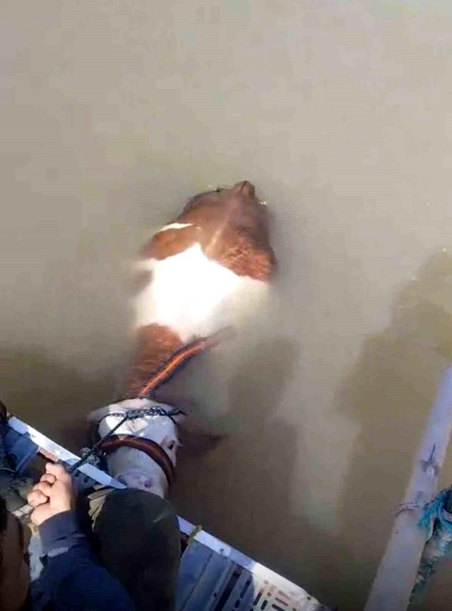 Nehirde ilginç anlar! Bu sefer balık değil bakın ne tuttular