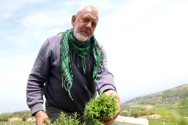 Sofraların vazgeçilmezinde bereketli hasat! Kilosu 300 liradan satılıyor