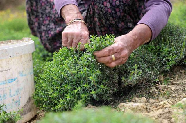 Sofraların vazgeçilmezinde bereketli hasat! Kilosu 300 liradan satılıyor