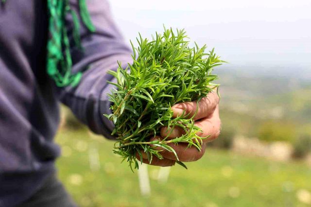 Sofraların vazgeçilmezinde bereketli hasat! Kilosu 300 liradan satılıyor