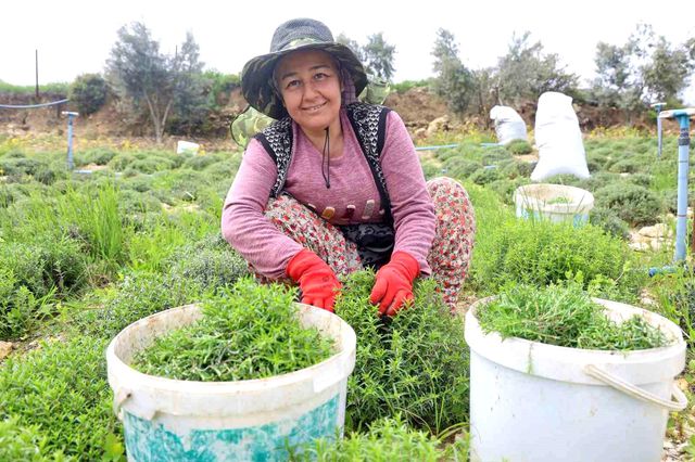 Sofraların vazgeçilmezinde bereketli hasat! Kilosu 300 liradan satılıyor