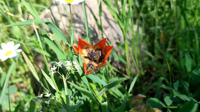 Ömrü 10 gün, koparmanın cezası araba parası