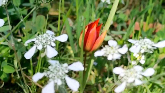 Ömrü 10 gün, koparmanın cezası araba parası