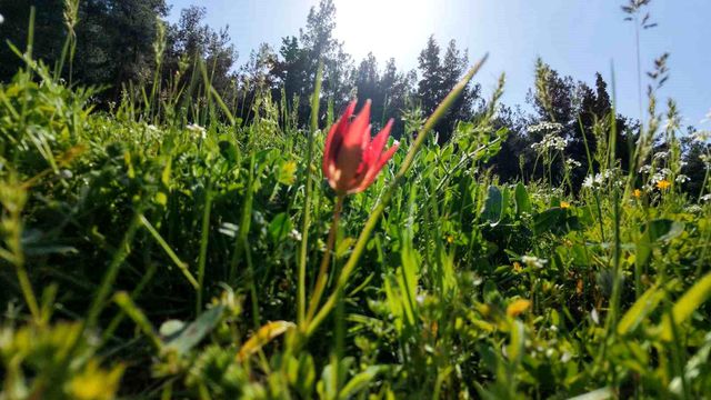 Ömrü 10 gün, koparmanın cezası araba parası