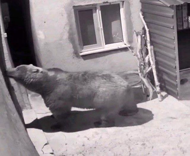 Kapıdaki davetsiz misafir: Kamera her anını saniye saniye kaydetti