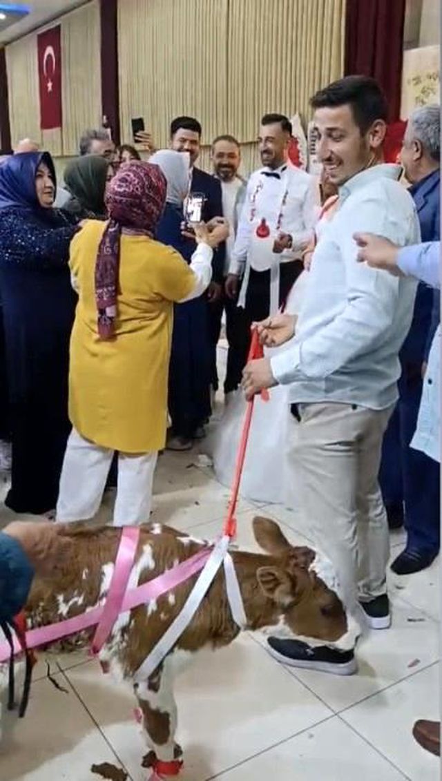 Osmaniye'de damada düğünde altın yerine buzağı verildi