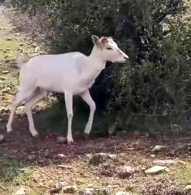 Elazığ'da beyaz ala geyik bu kez koyun sürüsünde görüldü