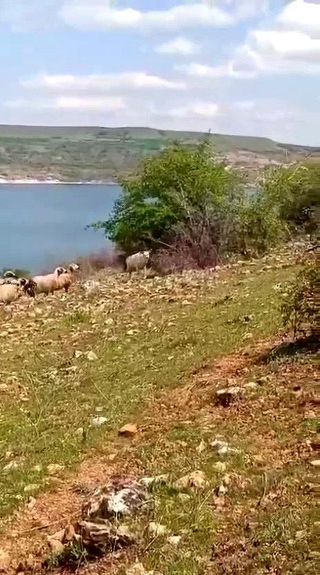 Elazığ'da beyaz ala geyik bu kez koyun sürüsünde görüldü