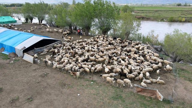 Erzincan'da Çoban Sorunu İçin Çözüm: Afgan Çobanlar
