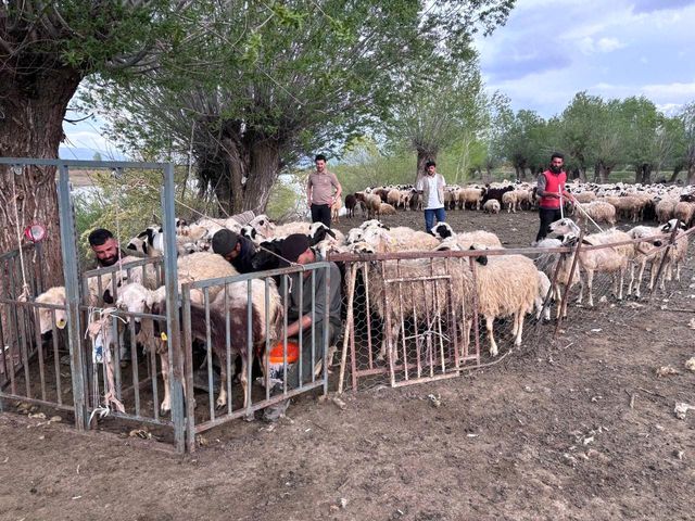 Erzincan'da Çoban Sorunu İçin Çözüm: Afgan Çobanlar