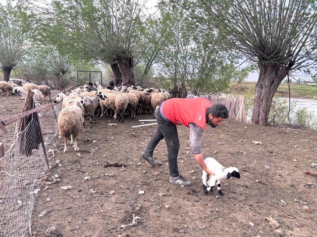 Erzincan'da Çoban Sorunu İçin Çözüm: Afgan Çobanlar
