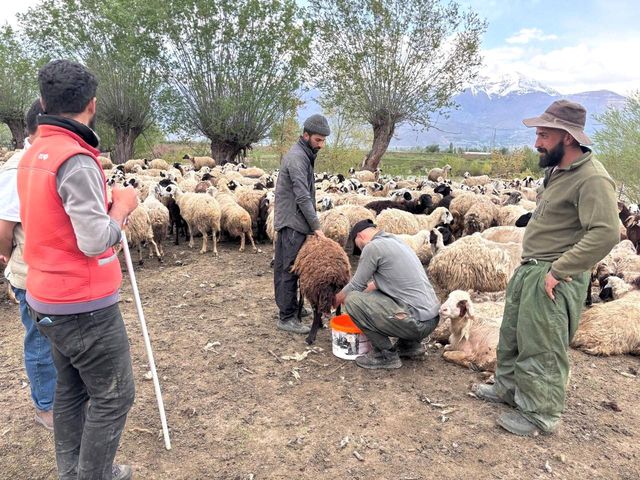 Erzincan'da Çoban Sorunu İçin Çözüm: Afgan Çobanlar