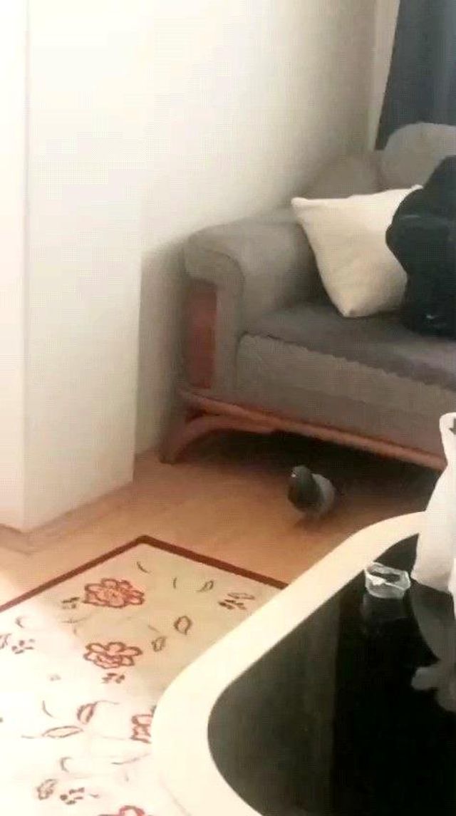 Kendi evinde misafir gibi! 2 aydır oturma odasına giremiyor