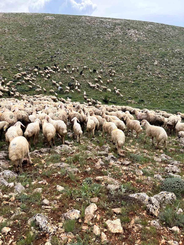 Kurt saldırısı değil! Otlatılan koyunlar birden telef oldu